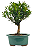 Bonsai de Cereja Anã (silvestre) 3 anos (20 cm ) - Imagem 3