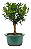 Bonsai de Cereja Anã (silvestre) 3 anos (20 cm ) - Imagem 2