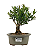 Bonsai de Cereja Anã (silvestre) 3 anos (20 cm ) - Imagem 12