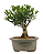 Bonsai de Cereja Anã (silvestre) 3 anos (20 cm ) - Imagem 14