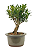 Bonsai de Cereja Anã (silvestre) 3 anos (20 cm ) - Imagem 13