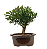 Bonsai de Cereja Anã (silvestre) 3 anos (20 cm ) - Imagem 7