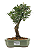 Bonsai de Cereja Anã (silvestre) 3 anos (20 cm ) - Imagem 8