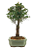 Bonsai de Cereja Anã (silvestre) 3 anos (20 cm ) - Imagem 9