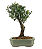 Bonsai de Cereja Anã (silvestre) 3 anos (20 cm ) - Imagem 10
