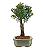 Bonsai de Cereja Anã (silvestre) 3 anos (20 cm ) - Imagem 11