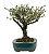 Serissa Rosa (Phoetida)  4 anos ( 25 cm) Florescendo - Imagem 2