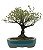 Serissa Rosa (Phoetida)  4 anos ( 25 cm) Florescendo - Imagem 3