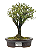 Serissa Rosa (Phoetida)  4 anos ( 25 cm) Florescendo - Imagem 5