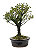Serissa Rosa (Phoetida)  4 anos ( 25 cm) Florescendo - Imagem 8