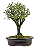 Serissa Rosa (Phoetida)  4 anos ( 25 cm) Florescendo - Imagem 7
