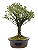 Serissa Rosa (Phoetida)  4 anos ( 25 cm) Florescendo - Imagem 6