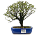 Serissa Rosa (Phoetida)  4 anos ( 25 cm) Florescendo - Imagem 9