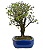 Serissa Rosa (Phoetida)  4 anos ( 25 cm) Florescendo - Imagem 10