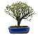 Serissa Rosa (Phoetida)  4 anos ( 25 cm) Florescendo - Imagem 11