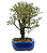 Serissa Rosa (Phoetida)  4 anos ( 25 cm) Florescendo - Imagem 12