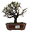 Bonsai de Cotoneaster Minifólia  - 5 anos ( 30 cm ) - Imagem 9