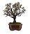 Bonsai de Cotoneaster Minifólia  - 5 anos ( 30 cm ) - Imagem 10