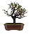 Bonsai de Cotoneaster Minifólia  - 5 anos ( 30 cm ) - Imagem 11