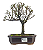 Bonsai de Cotoneaster Minifólia  - 5 anos ( 30 cm ) - Imagem 5