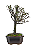 Bonsai de Cotoneaster Minifólia  - 5 anos ( 30 cm ) - Imagem 8