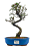 Bonsai de Cotoneaster Minifólia  - 5 anos ( 30 cm ) - Imagem 1