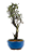 Bonsai de Cotoneaster Minifólia  - 5 anos ( 30 cm ) - Imagem 2