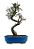 Bonsai de Cotoneaster Minifólia  - 5 anos ( 30 cm ) - Imagem 3