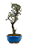 Bonsai de Cotoneaster Minifólia  - 5 anos ( 30 cm ) - Imagem 4