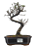 Bonsai de Cotoneaster Minifólia  - 5 anos ( 30 cm ) - Imagem 1