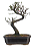 Bonsai de Cotoneaster Minifólia  - 5 anos ( 30 cm ) - Imagem 3