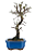 Bonsai de Cotoneaster Minifólia  - 5 anos ( 30 cm ) - Imagem 11