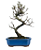 Bonsai de Cotoneaster Minifólia  - 5 anos ( 30 cm ) - Imagem 9