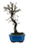 Bonsai de Cotoneaster Minifólia  - 5 anos ( 30 cm ) - Imagem 10