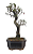 Bonsai de Cotoneaster Minifólia  - 5 anos ( 30 cm ) - Imagem 4