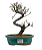 Bonsai de Cotoneaster Minifólia  - 5 anos ( 30 cm ) - Imagem 5