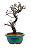 Bonsai de Cotoneaster Minifólia  - 5 anos ( 30 cm ) - Imagem 8