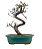 Bonsai de Cotoneaster Minifólia  - 5 anos ( 30 cm ) - Imagem 7