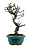Bonsai de Cotoneaster Minifólia  - 5 anos ( 30 cm ) - Imagem 6
