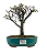 Bonsai de Cotoneaster Minifólia  - 5 anos ( 30 cm ) - Imagem 5