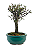 Bonsai de Cotoneaster Minifólia  - 5 anos ( 30 cm ) - Imagem 8