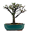 Bonsai de Cotoneaster Minifólia  - 5 anos ( 30 cm ) - Imagem 7