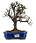 Bonsai de Cotoneaster Minifólia  - 5 anos ( 30 cm ) - Imagem 9