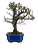 Bonsai de Cotoneaster Minifólia  - 5 anos ( 30 cm ) - Imagem 12