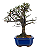 Bonsai de Cotoneaster Minifólia  - 5 anos ( 30 cm ) - Imagem 10