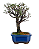 Bonsai de Cotoneaster Minifólia  - 5 anos ( 30 cm ) - Imagem 4