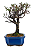 Bonsai de Cotoneaster Minifólia  - 5 anos ( 30 cm ) - Imagem 2
