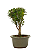 Bonsai de Cereja Anã (silvestre) 3 anos (20 cm ) - Imagem 16