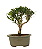 Bonsai de Cereja Anã (silvestre) 3 anos (20 cm ) - Imagem 15