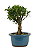 Bonsai de Cereja Anã (silvestre) 3 anos (20 cm ) - Imagem 12